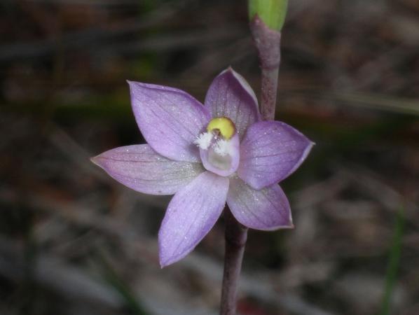 Thelymitra pauciflora - Slender Sun Orchid.jpg